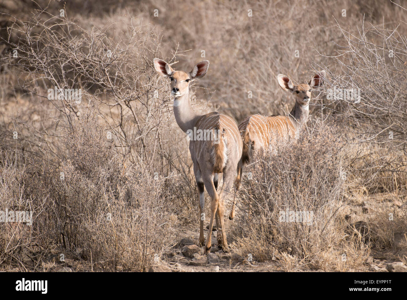 Lesser kudu hi-res stock photography and images - Alamy Lesser kudu hi-res stock photography and images - Alamy
