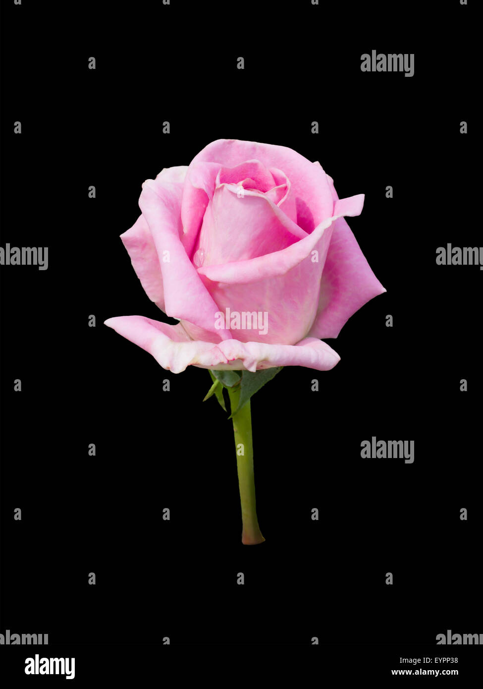 bright beautiful pink rose Stock Photo - Alamy