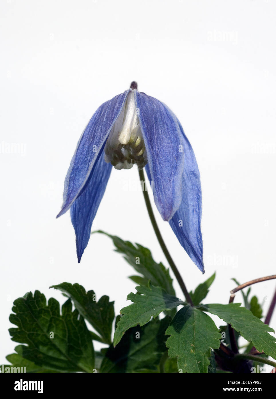 Alpen Clematis, Clematis alpina Stock Photo