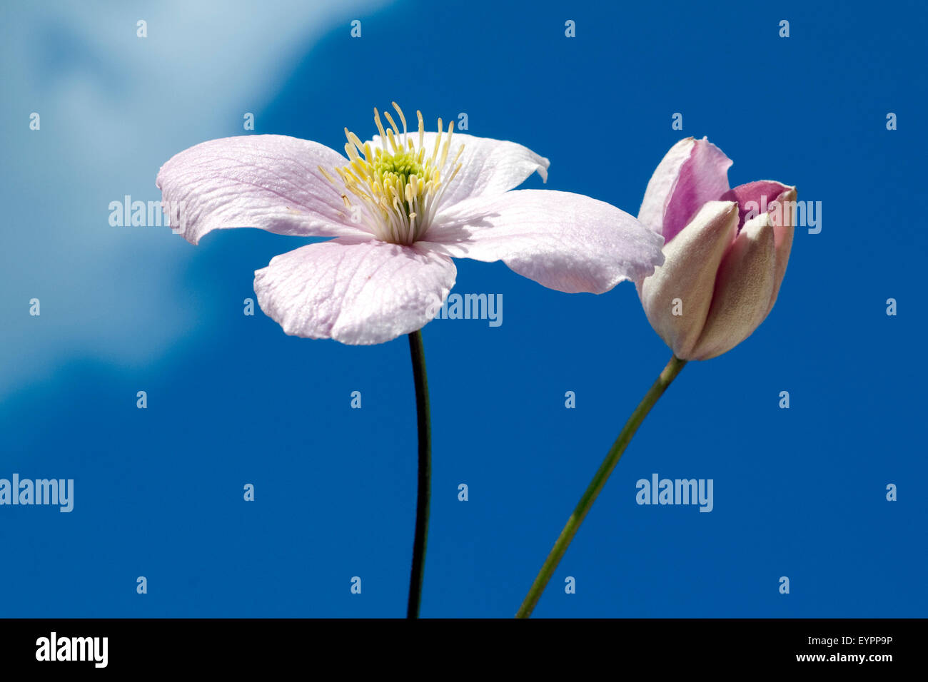 Clematis; montana, Stock Photo