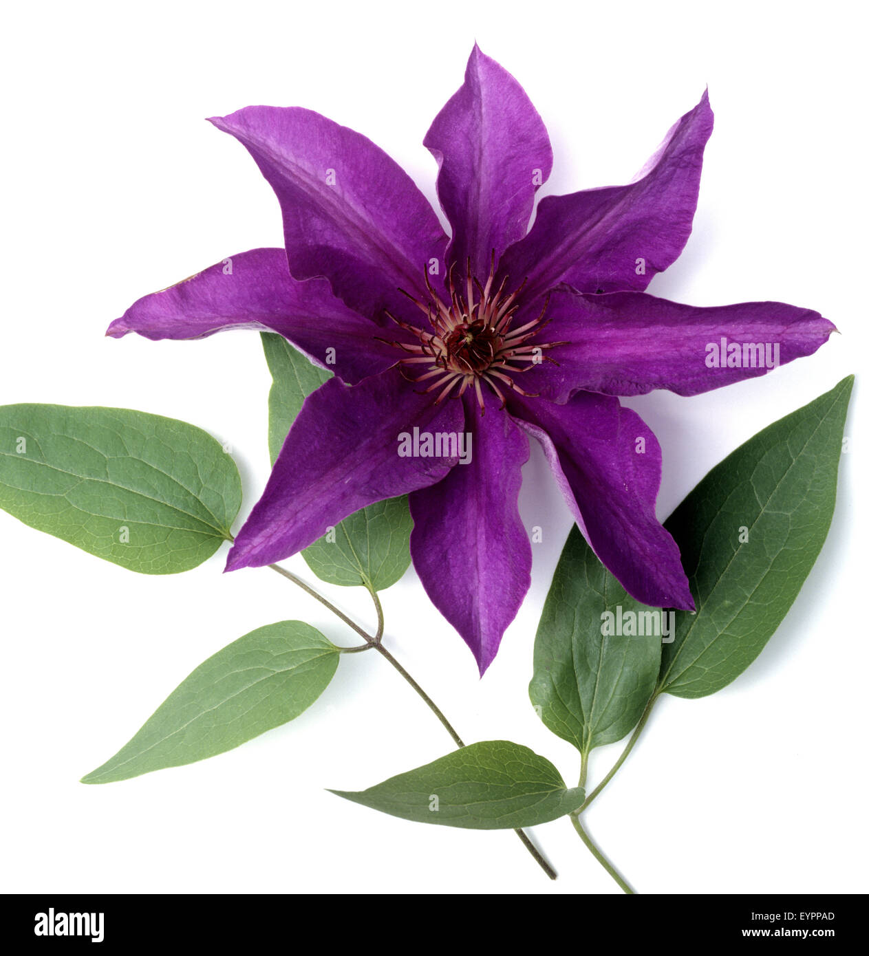 Clematis; The President; Stock Photo