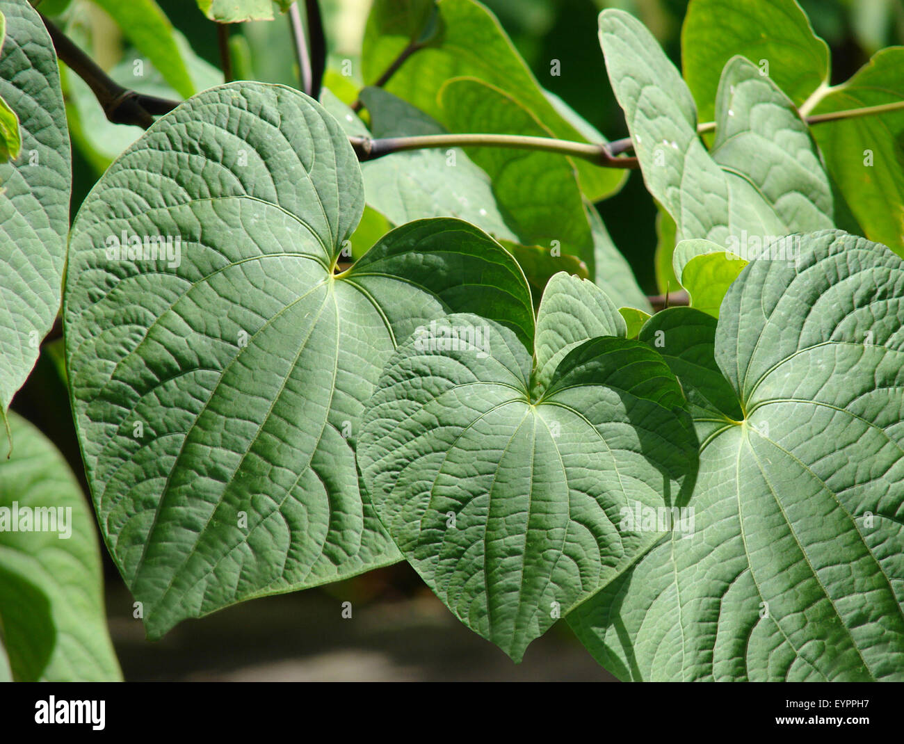 Kava Kava, Piper methysticum, Heilpflanzen, Stock Photo