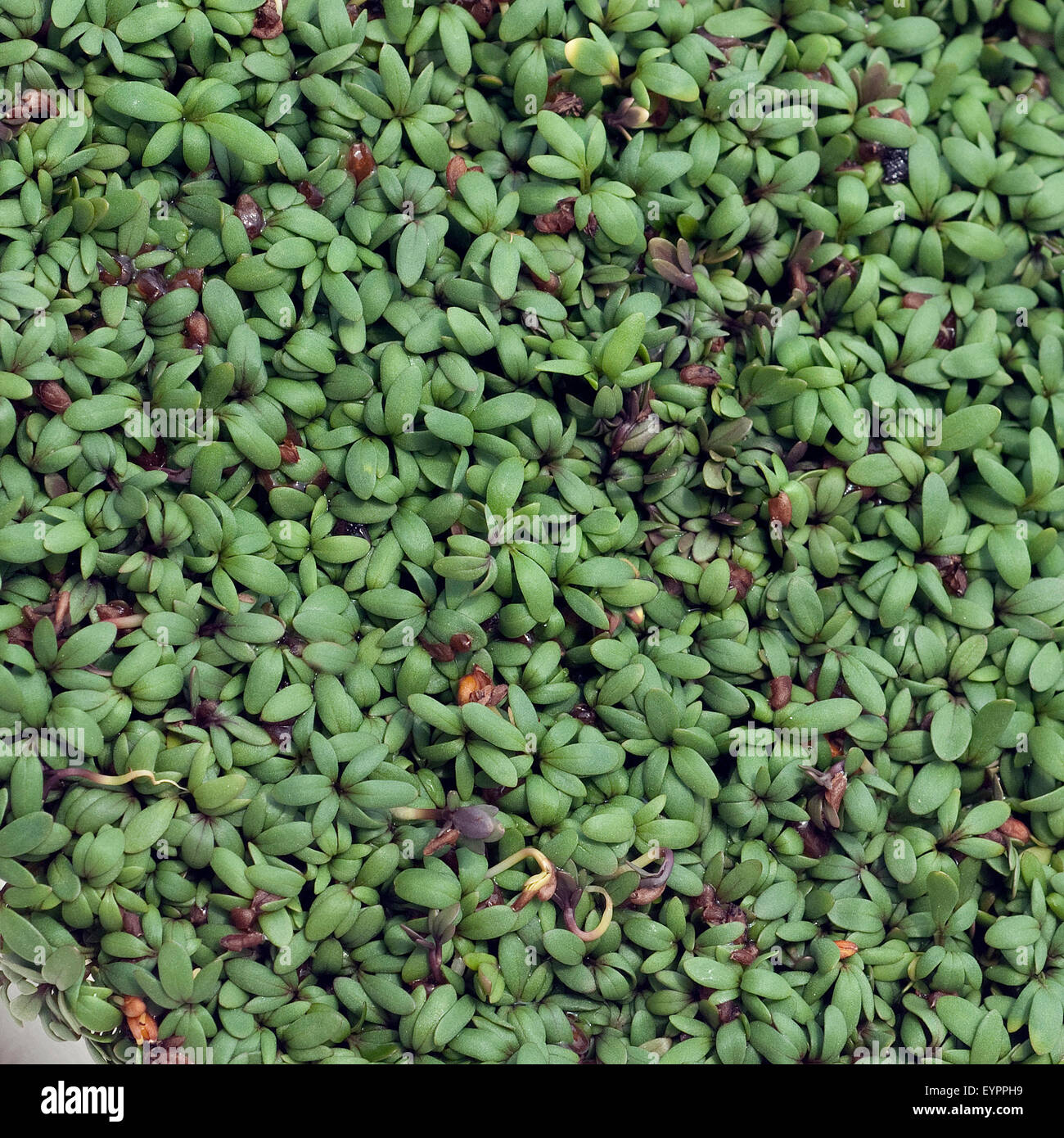 Gartenkresse; Lepidium Sativum; Stock Photo