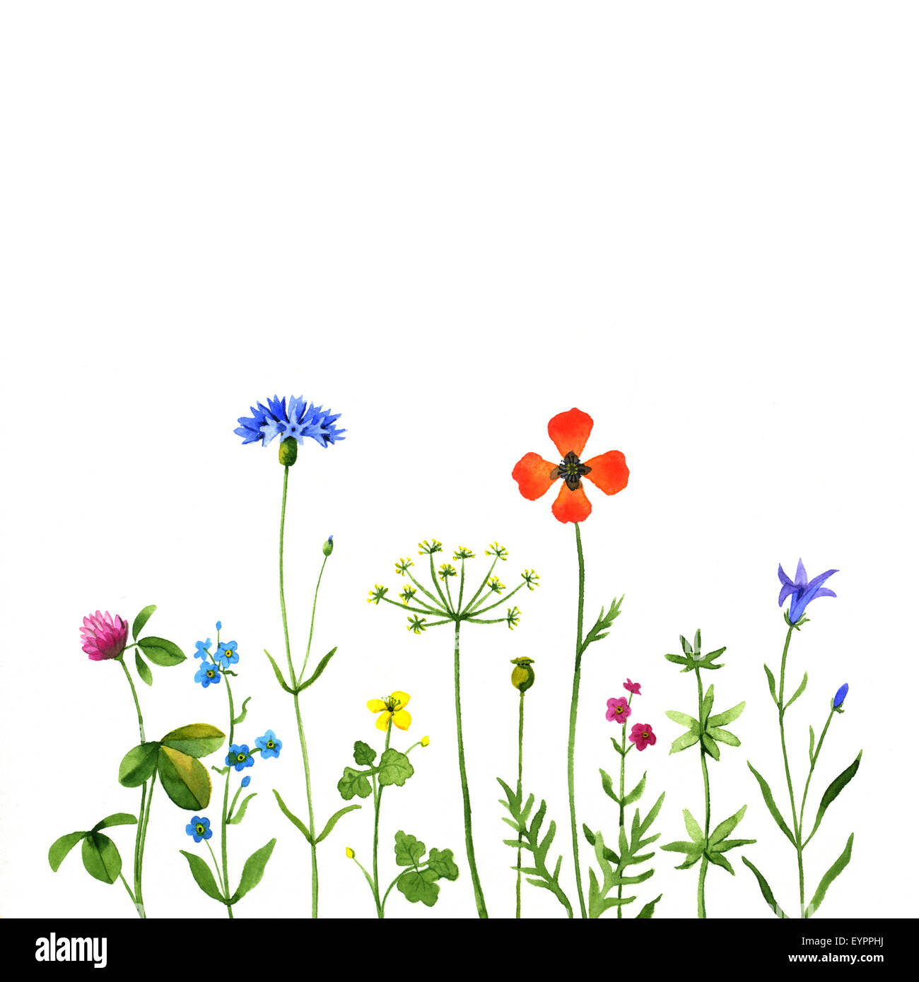 Wild flowers on a white background. Watercolor illustration Stock Photo ...