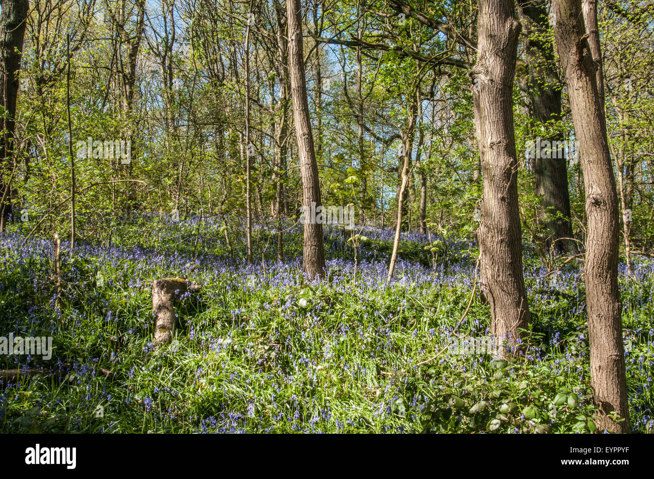 life in the spring time woods in england th blue bells in flower ...