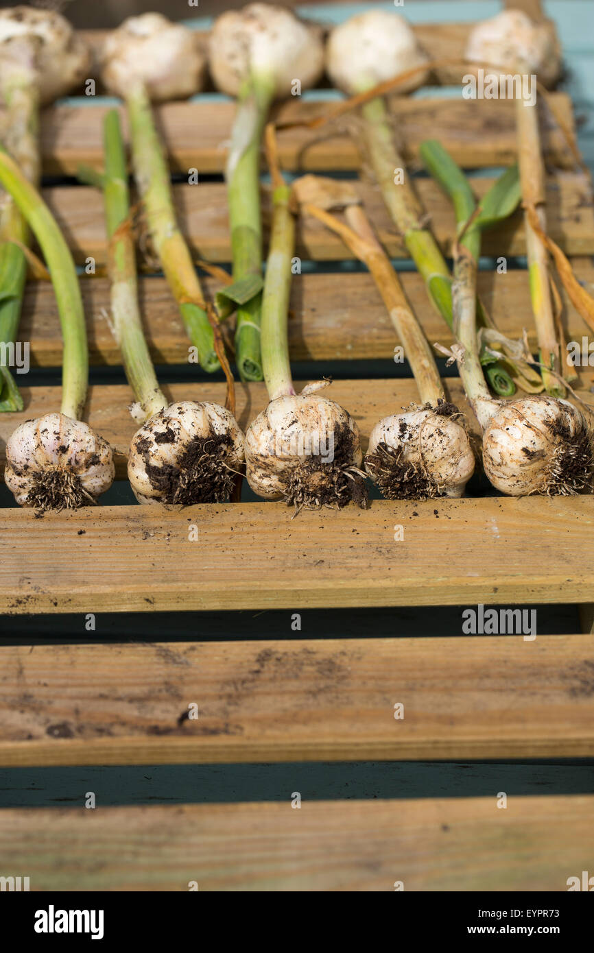 drying home grown garlic bulbs Stock Photo Alamy