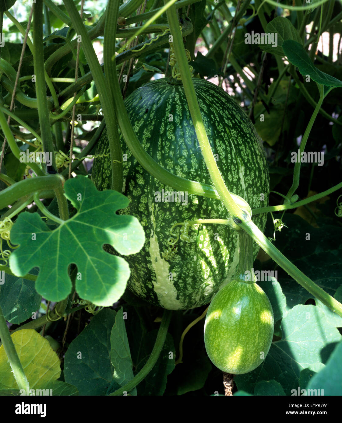 Feigenblattkuerbis Stock Photo