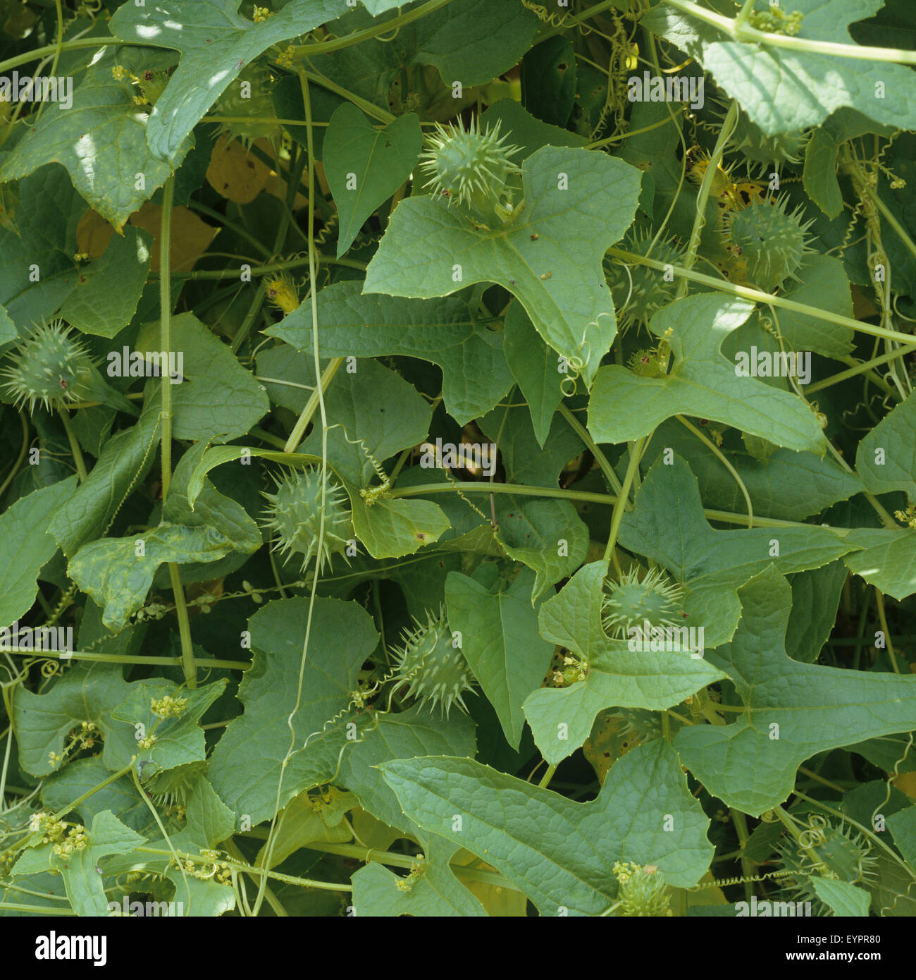 Explodiergurke, Cyclanthera brachystachya Stock Photo