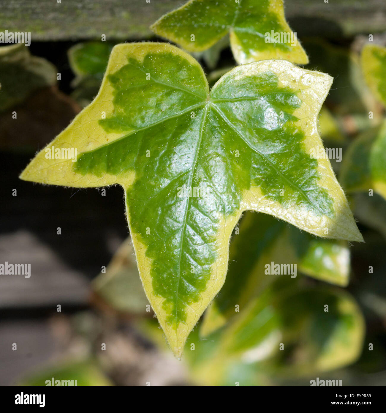 Efeu, Hedera helix, heilpflanze, Stock Photo
