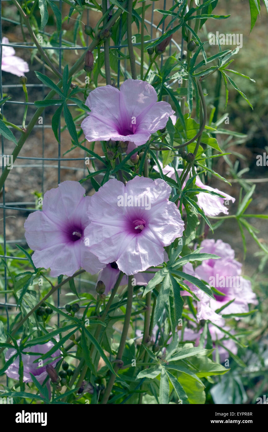 Haiti Prunkwinde, Ipomoea mauritiana Stock Photo