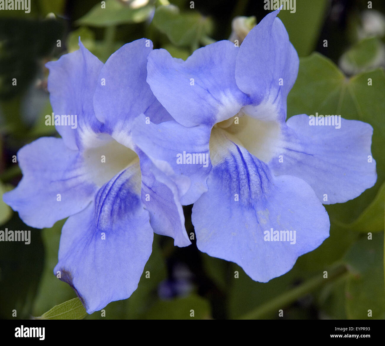Thunbergia grandiflora, Himmelsblume, Stock Photo