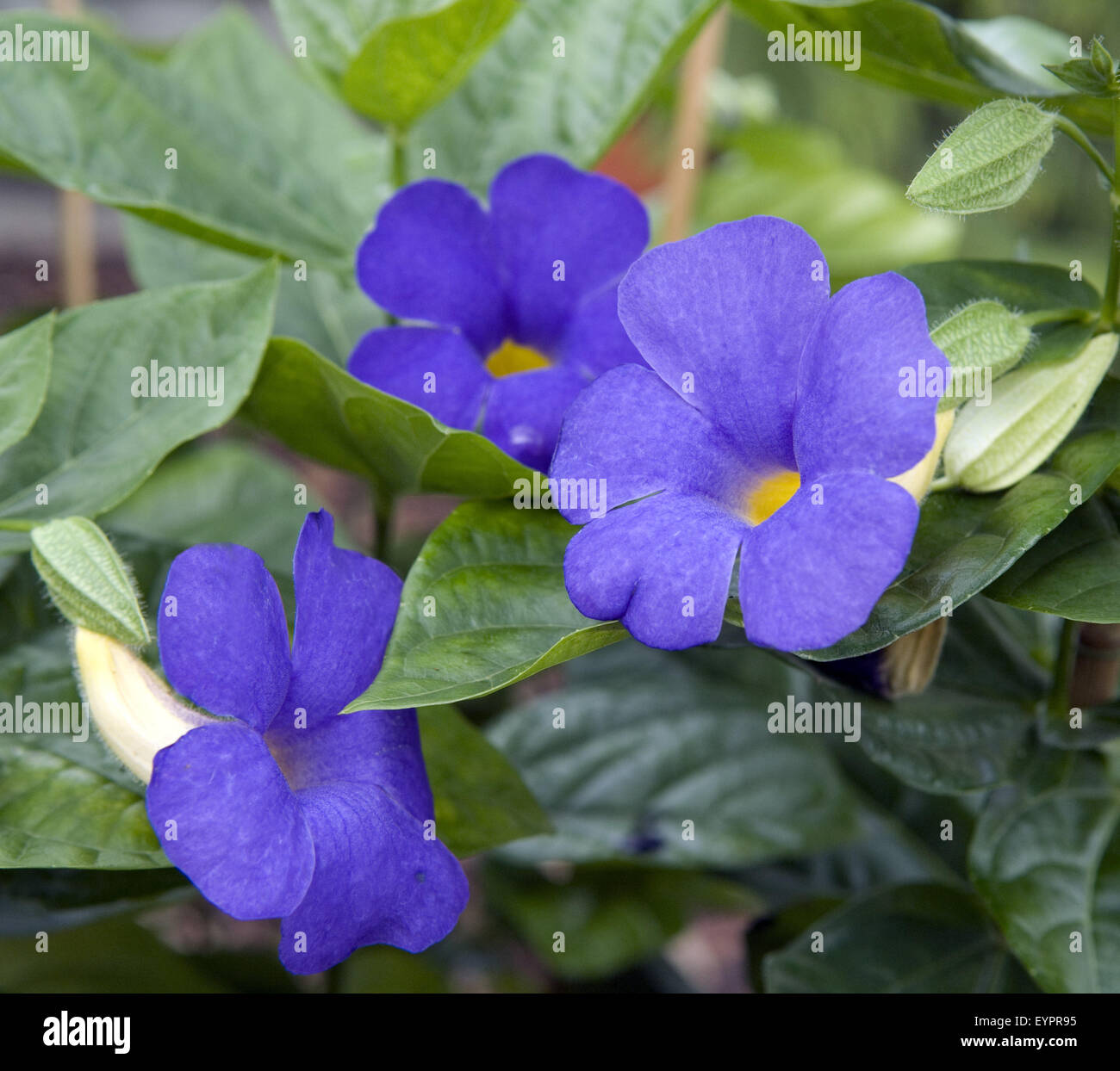 Thunbergia battiscombei; Himmelsblume; Stock Photo