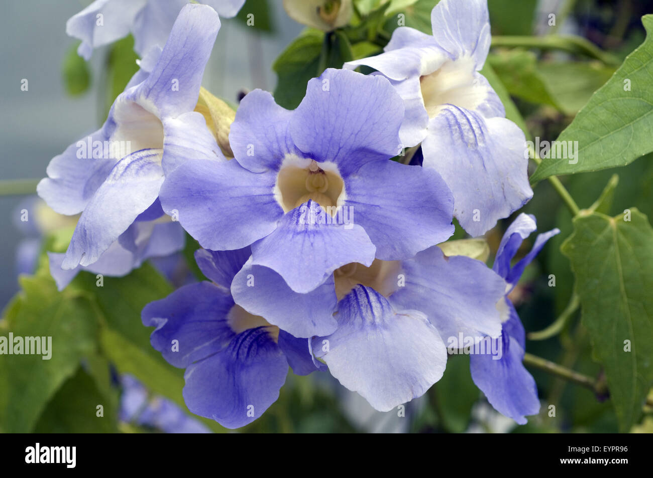 Thunbergia grandiflora, Himmelsblume, Stock Photo