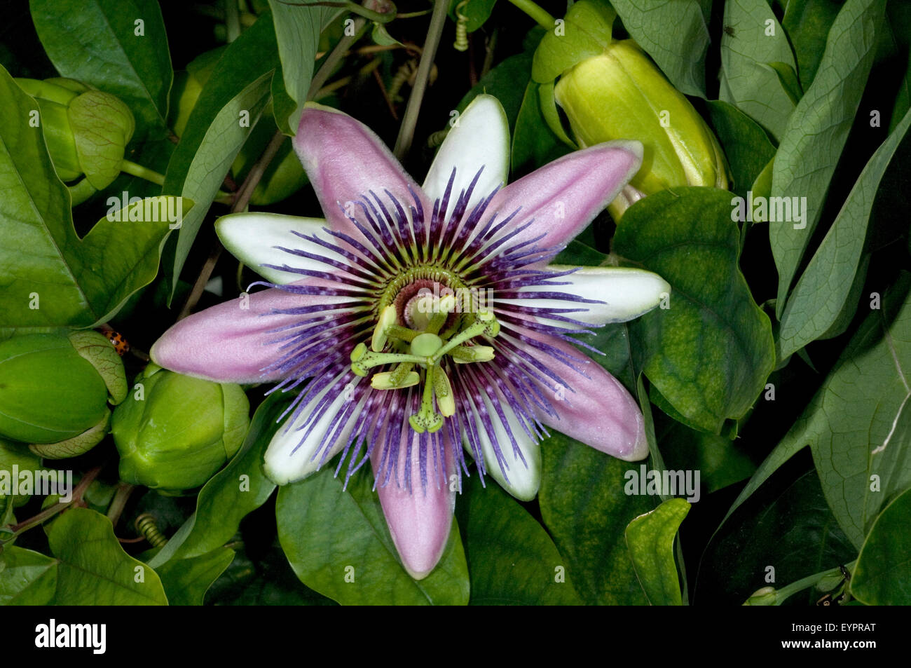Passiflora Violacea, Violette Passionsblume Stock Photo