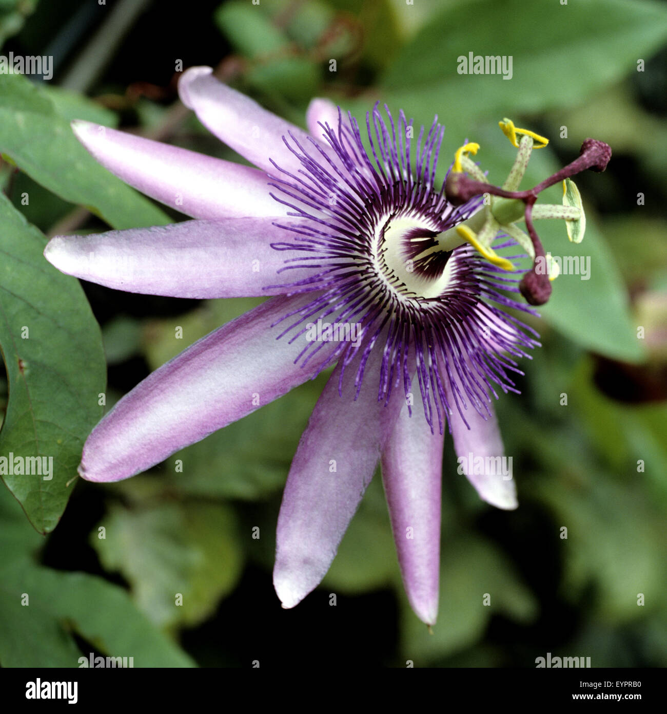 Passiflora Violacea, Violette, Passionsblume, Stock Photo