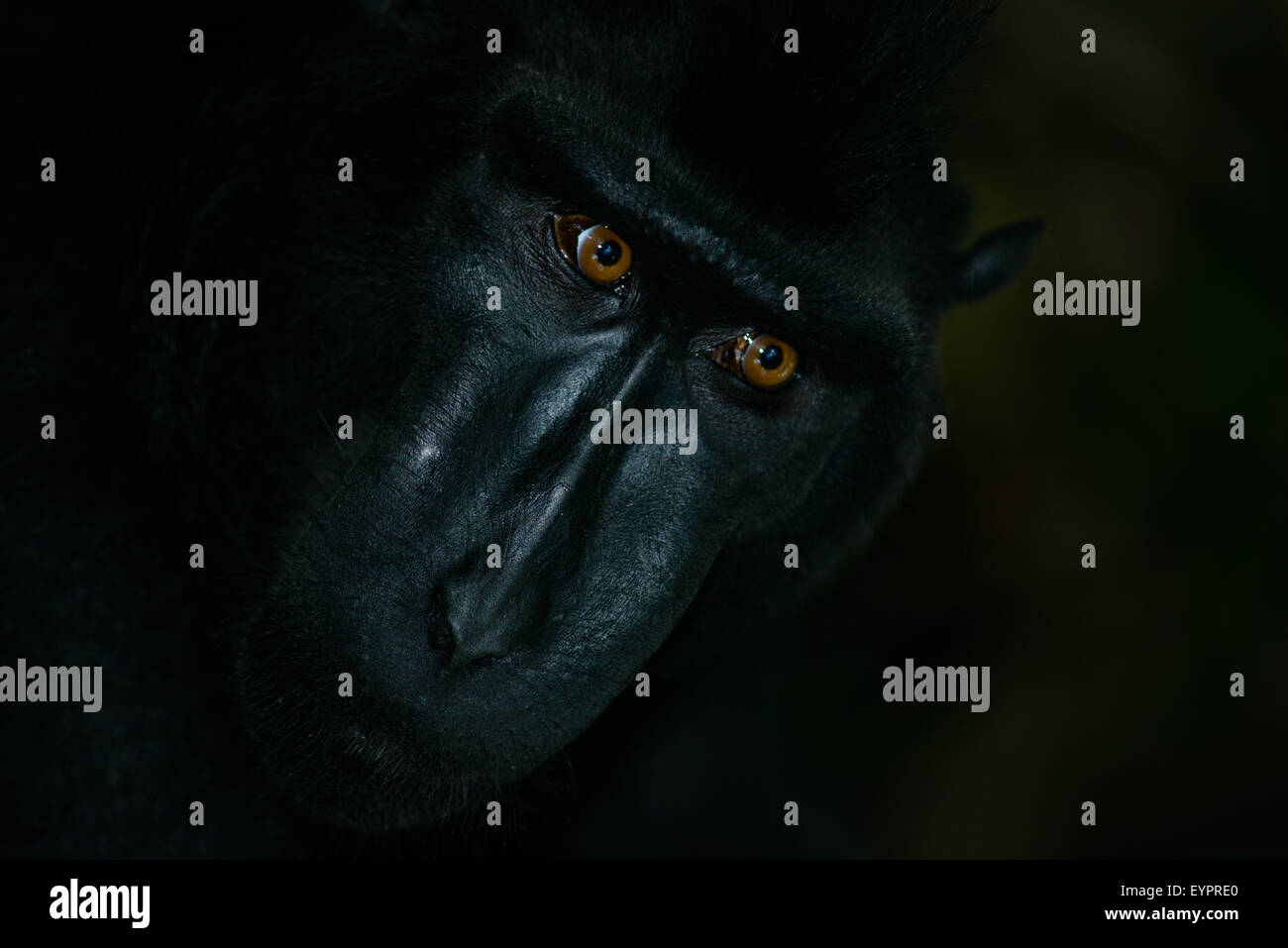 a Single black crested macaque also known as the celebes black macaque relaxes on the ground in the tropical forest Stock Photo