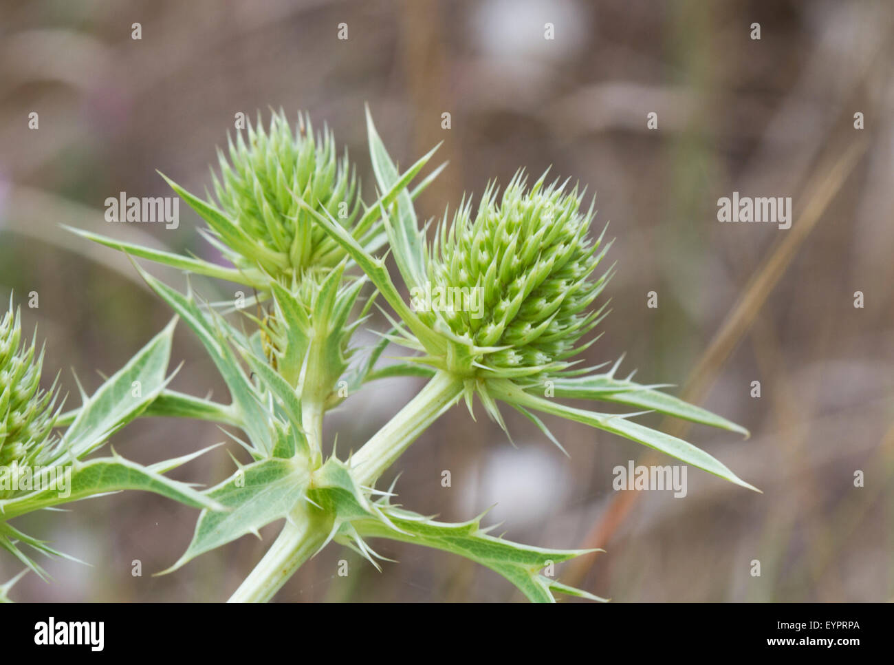 The spiny leaves and flower head of Field eryngo (Eryngium campestre), a green thistle Stock Photo
