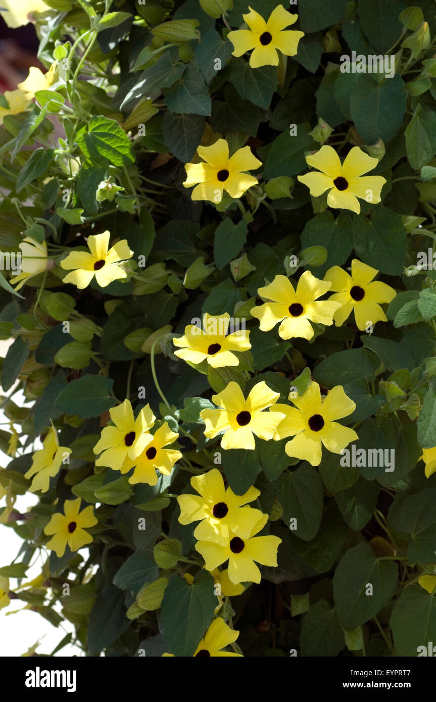 Schwarzaeugige Susanne; Thunbergia alata Stock Photo