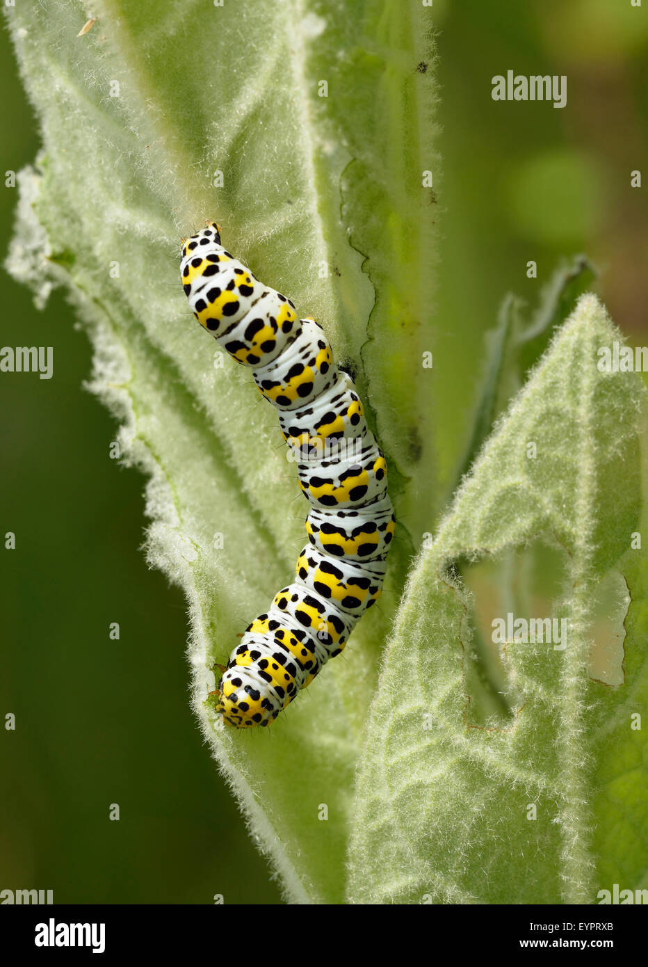 Mullein Moth Caterpillar - Cucullia verbasci Larvae on Mullein Leaf Stock Photo