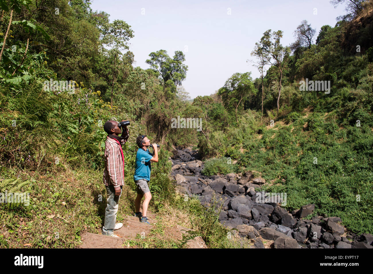 Birdwatching in Lephis Forest, Ethiopia Stock Photo