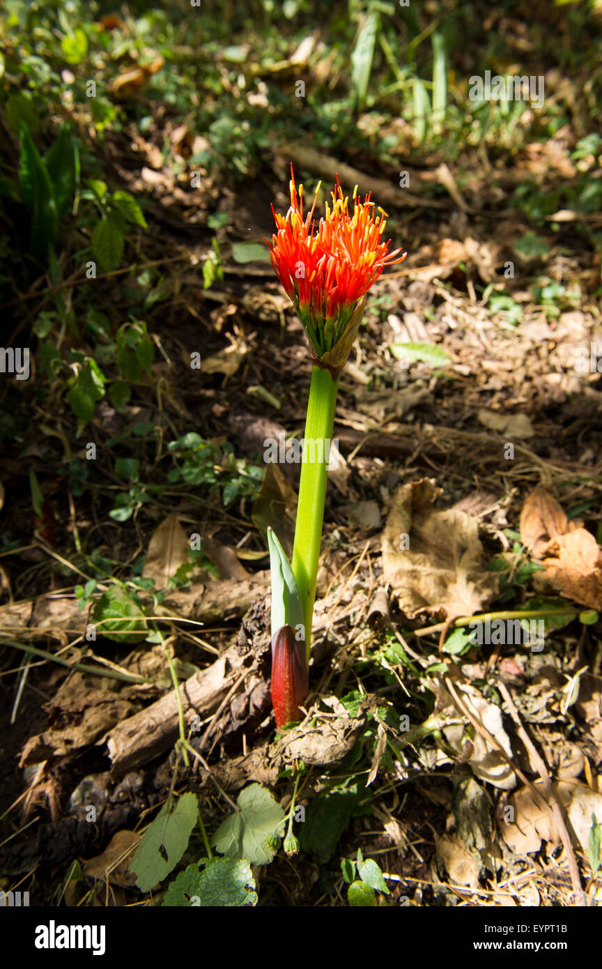 Scadoxus multiflorus, Lephis Forest, Ethiopia Stock Photo
