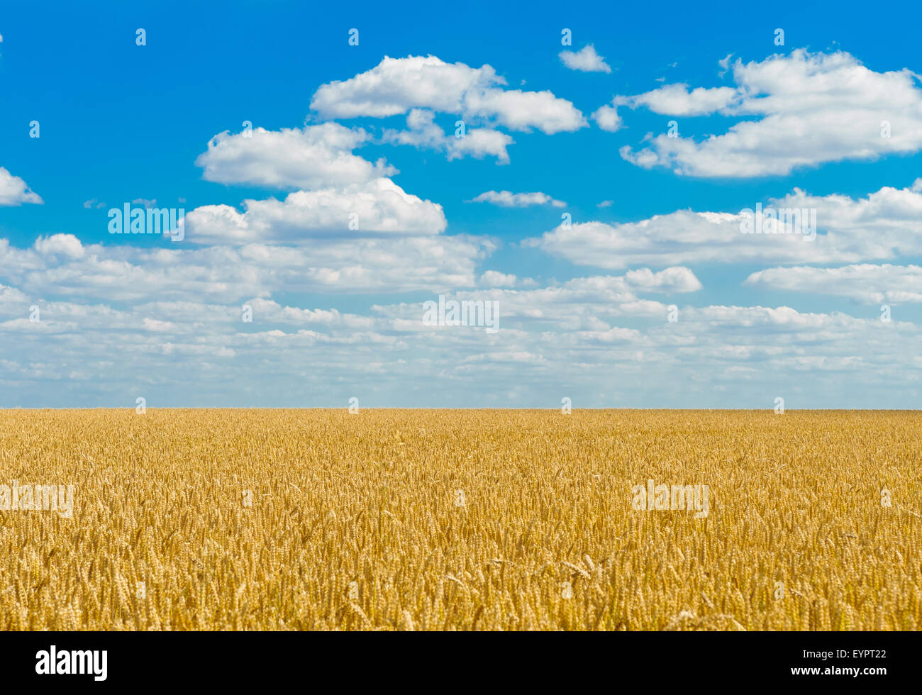 Large fields of wheat ready for harvesting under a summer sky Stock ...