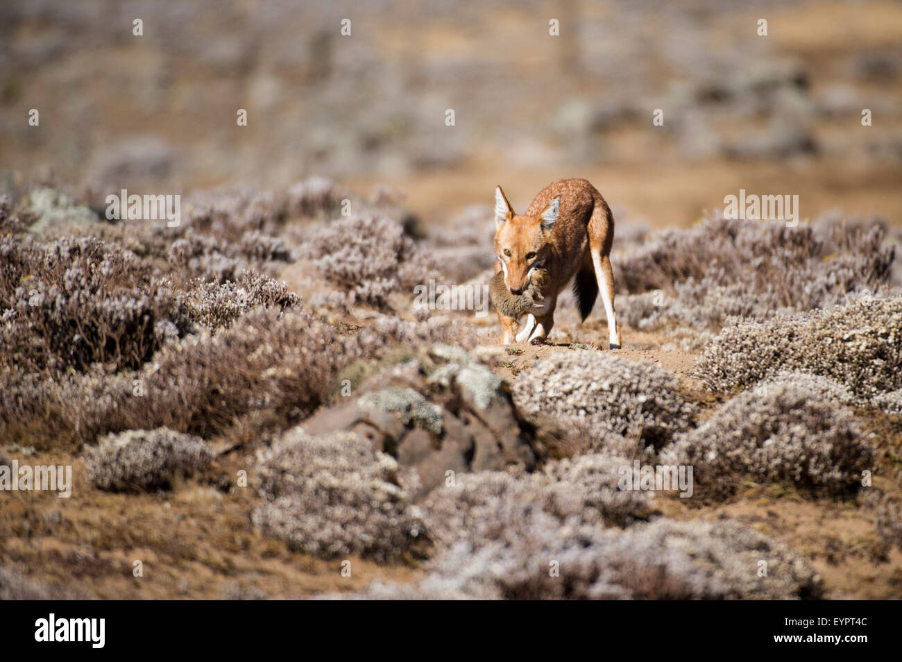 Ethiopian wolf (Canis simensis) digging a hole to bury a dead mole rat for later consumption, Bale Mountains National Park Stock Photo