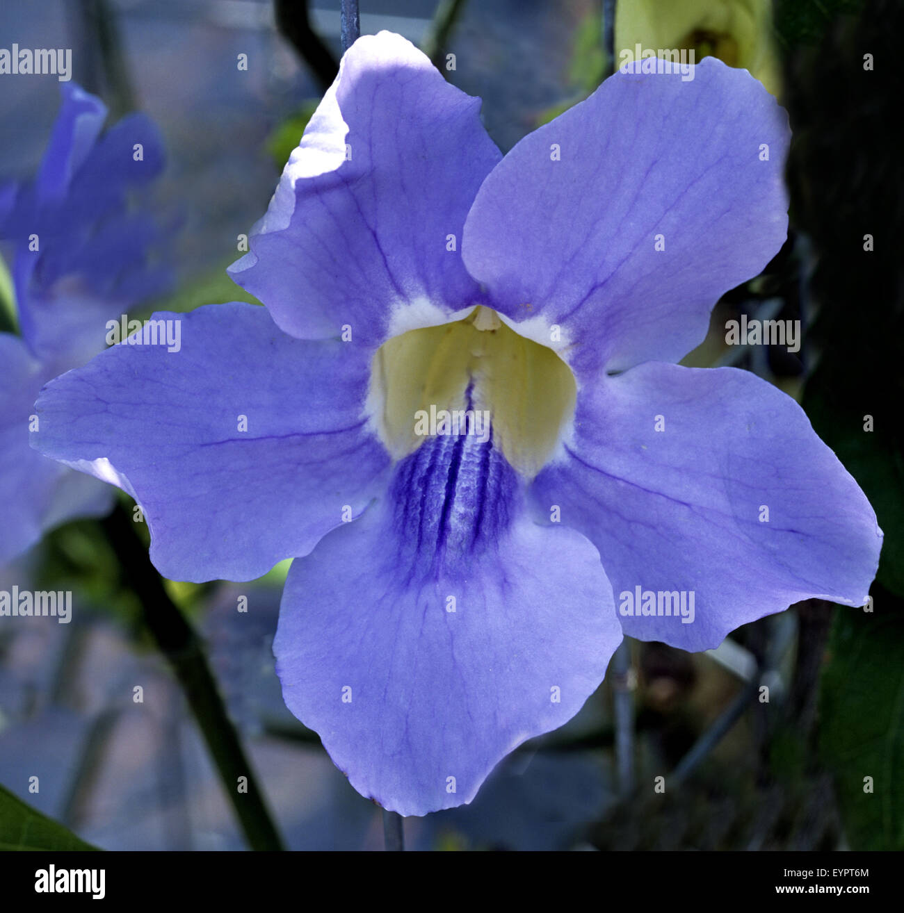 Thunbergia grandiflora, Himmelsblume Stock Photo