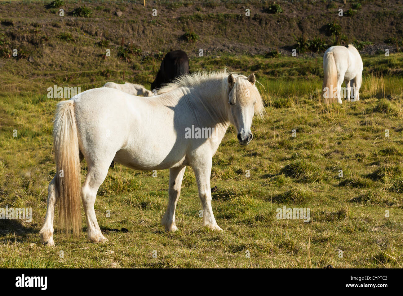 single horse on meadow in Iceland Stock Photo