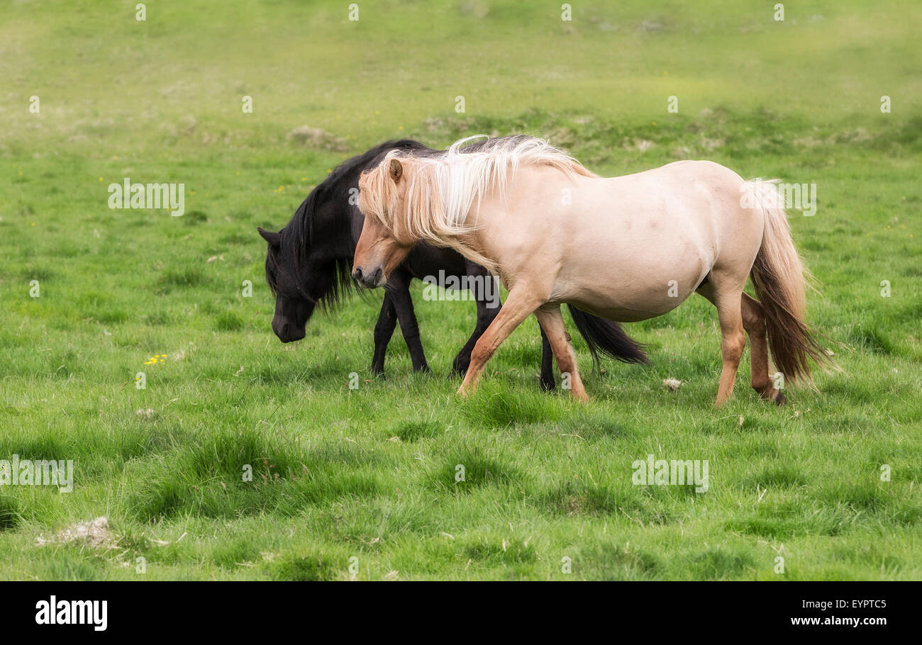 horse love, black and white on the meadow, Iceland Stock Photo