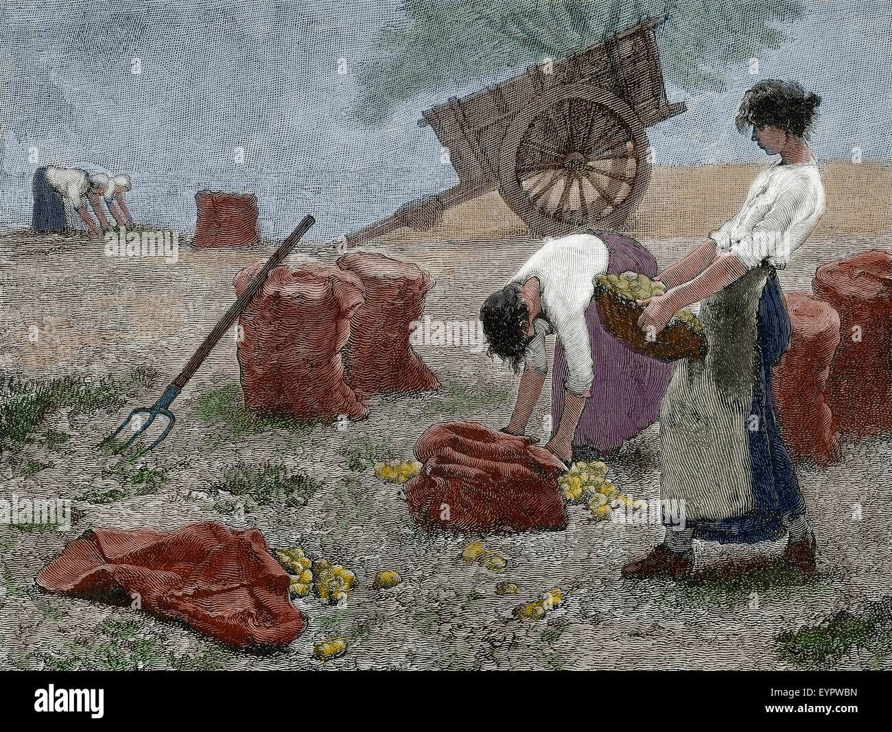 History agriculture. Mowing. Engraving, 19th century Stock Photo Alamy