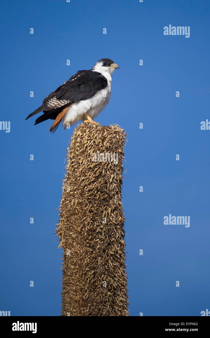 Augur buzzard (Buteo augur) sitting on a Giant Lobelia, Sanetti Plateau, Bale Mountains National Park, Ethiopia Stock Photo