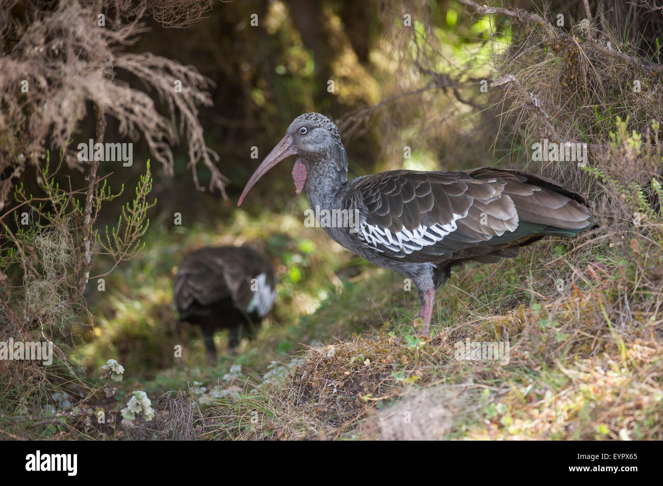 Wattled ibis (Bostrychia carunculata), Bale Mountains National Park