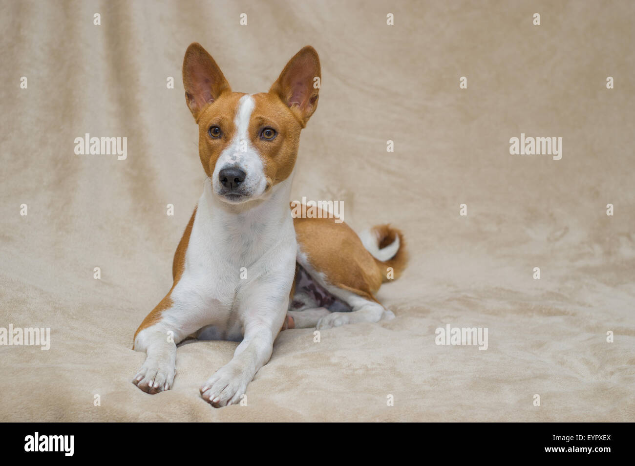 Cute basenji dog lying on a sofa Stock Photo - Alamy