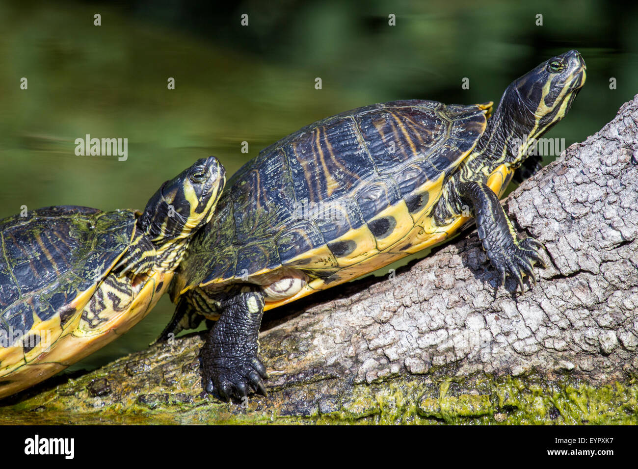 A Couple Of Pond Slider Turtles Trachemys Scripta Scripta Sunbathing a-couple-of-pond-slider-turtles-trachemys-scripta-scripta-sunbathing