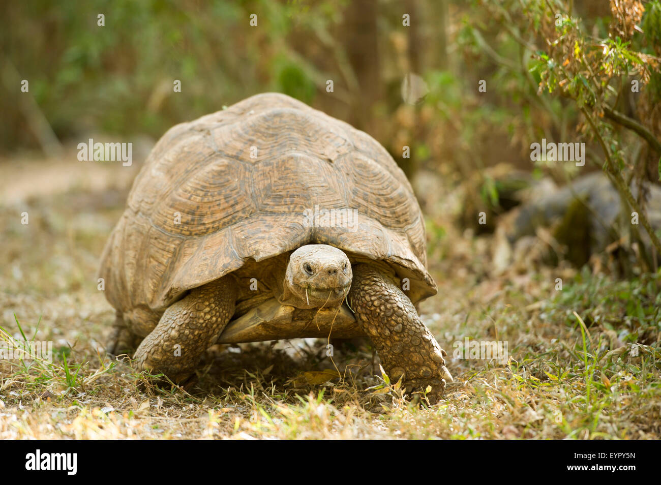 Leopard tortoise (Stigmochelys pardalis), large Abyssinian sub-species, Ethiopia Stock Photo