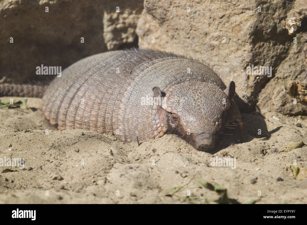 A big hairy armadillo, Chaetophractus villosus, resting on the sand in a sunny day Stock Photo