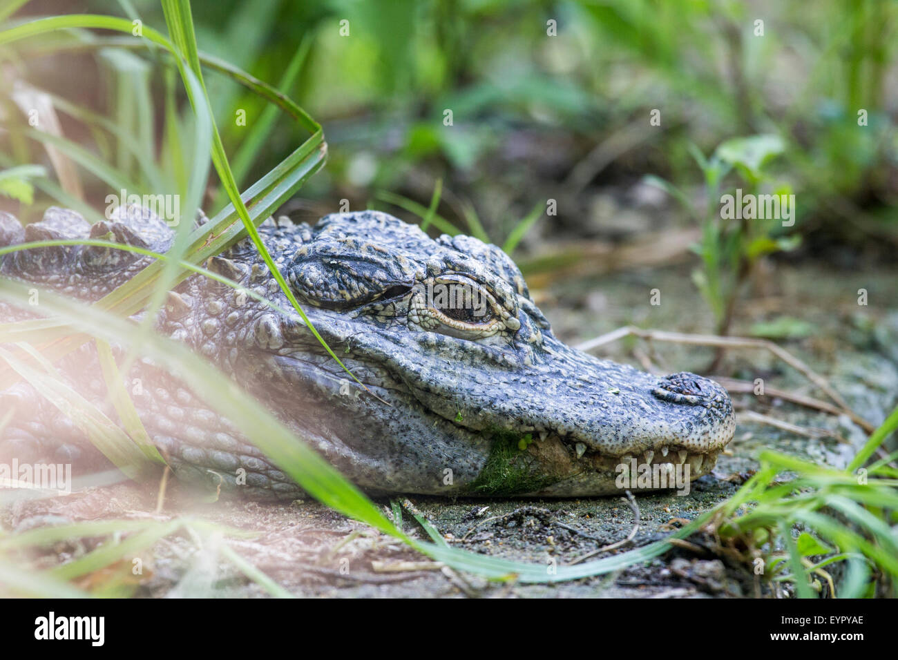 A small chinese alligator, Alligator sinensis, is resting between the vegetation near a pond Stock Photo
