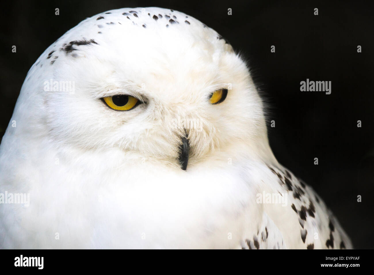 Portrait of a snowy owl, Bubo scandiacus, looking laterally left Stock Photo
