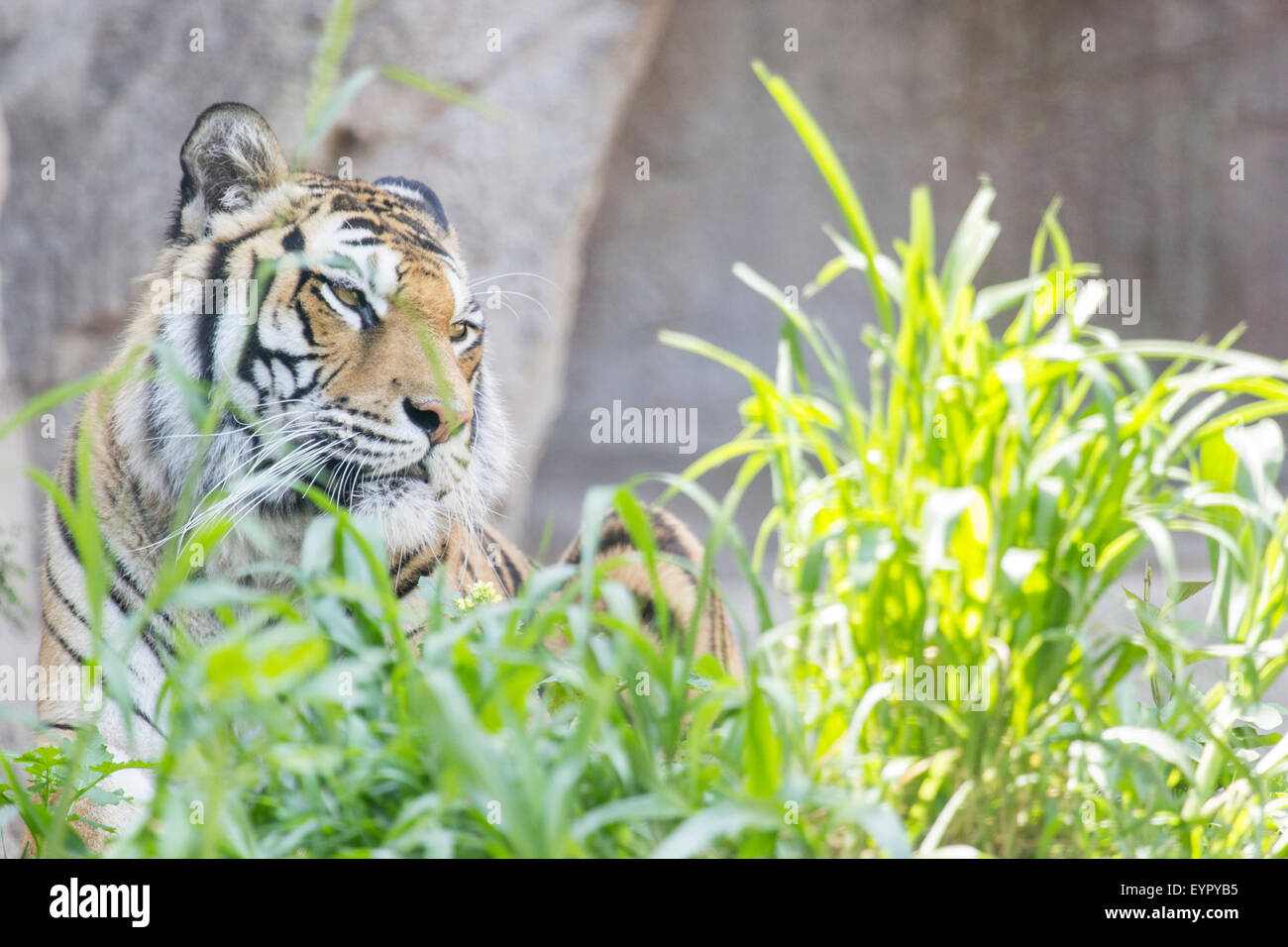 A tiger, Panthera tigris, is resting in the grass and looking laterally left Stock Photo