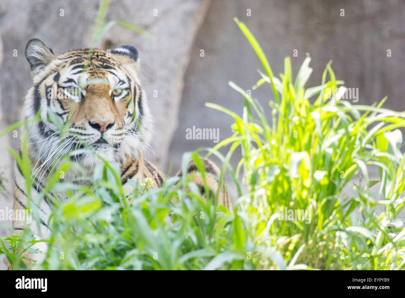 A tiger, Panthera tigris, is resting in the grass and looking at the camera Stock Photo