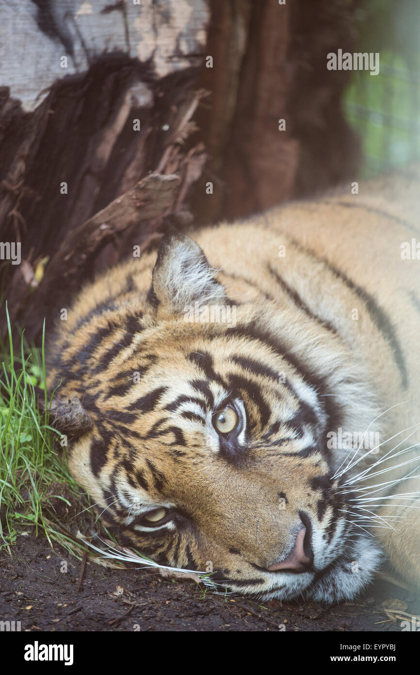 A tiger, Panthera tigris, is resting at the ground. Vertical image Stock Photo