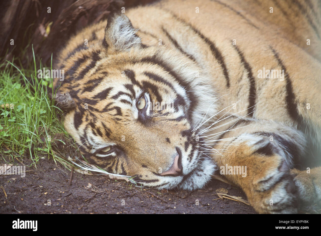 A tiger, Panthera tigris, is resting at the ground. Horizontal image Stock Photo