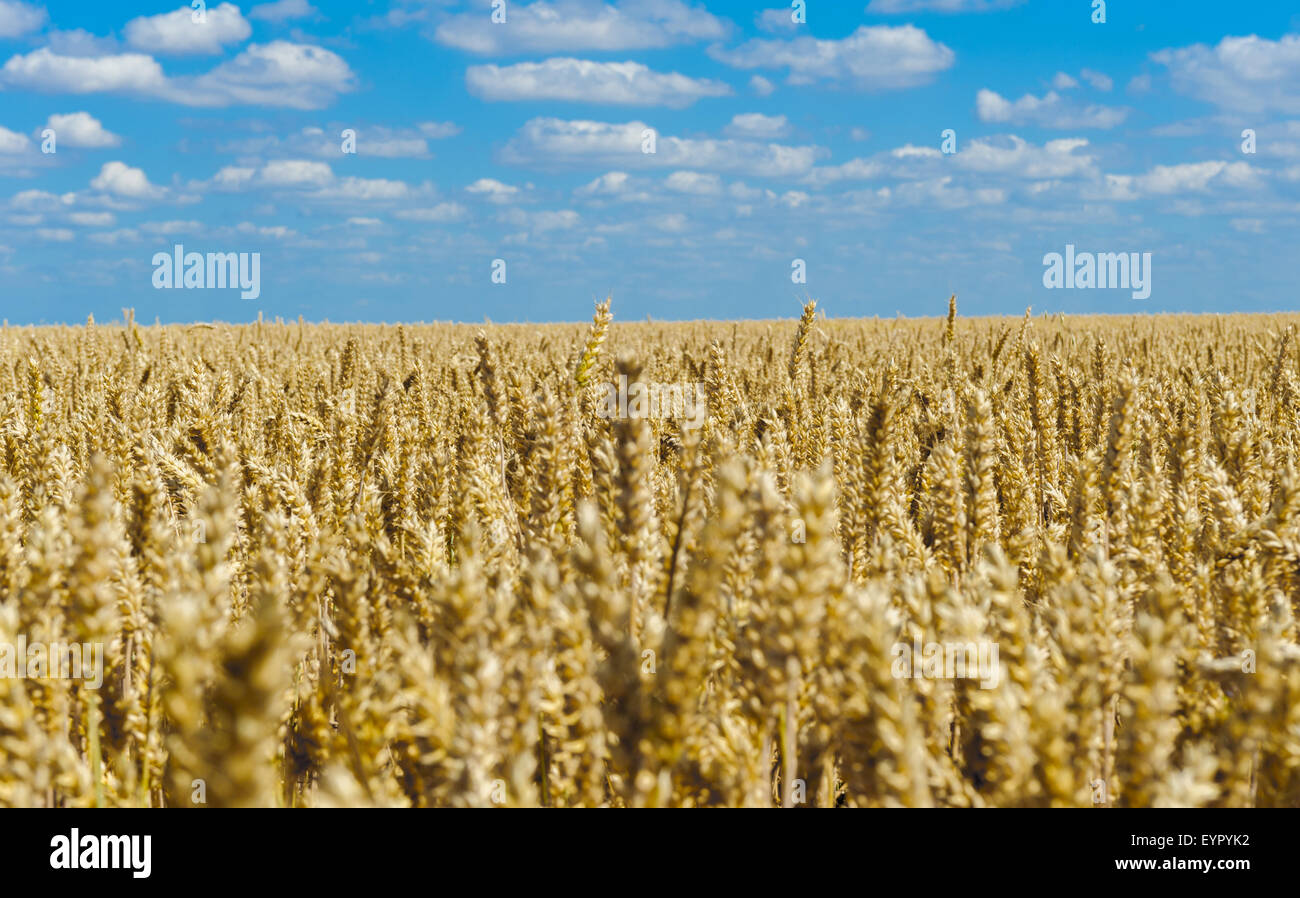 Large fields of wheat ready for harvesting under a summer sky Stock ...