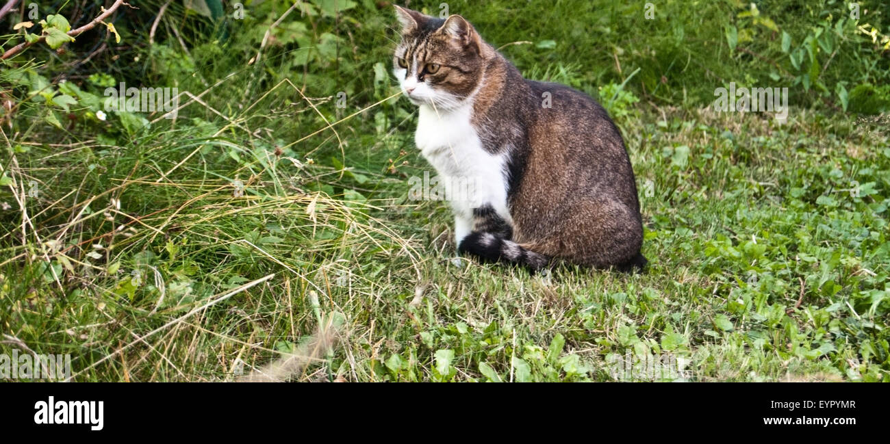 cat on the garden Stock Photo