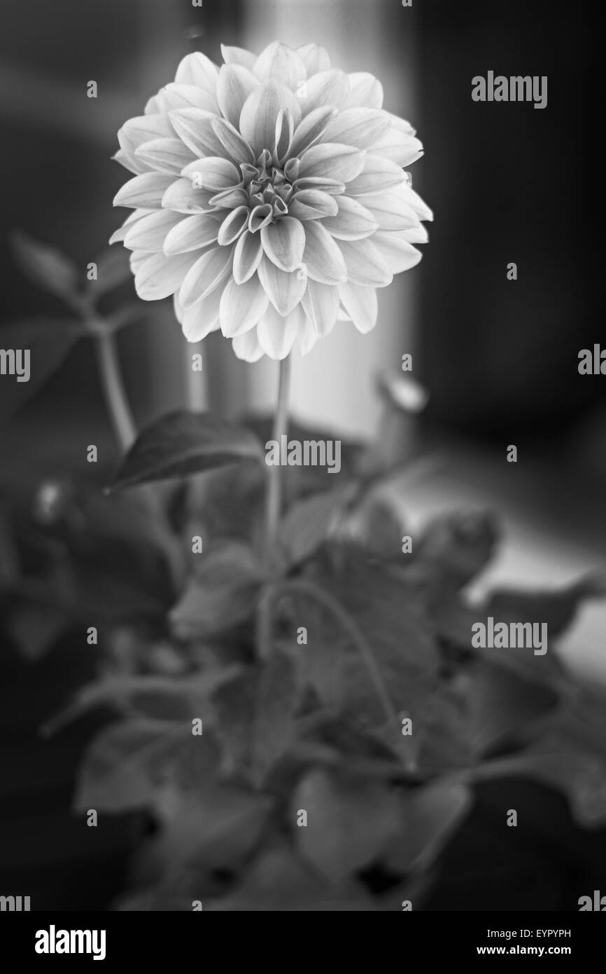 Dahlia close Black and White Stock Photos & Images - Alamy