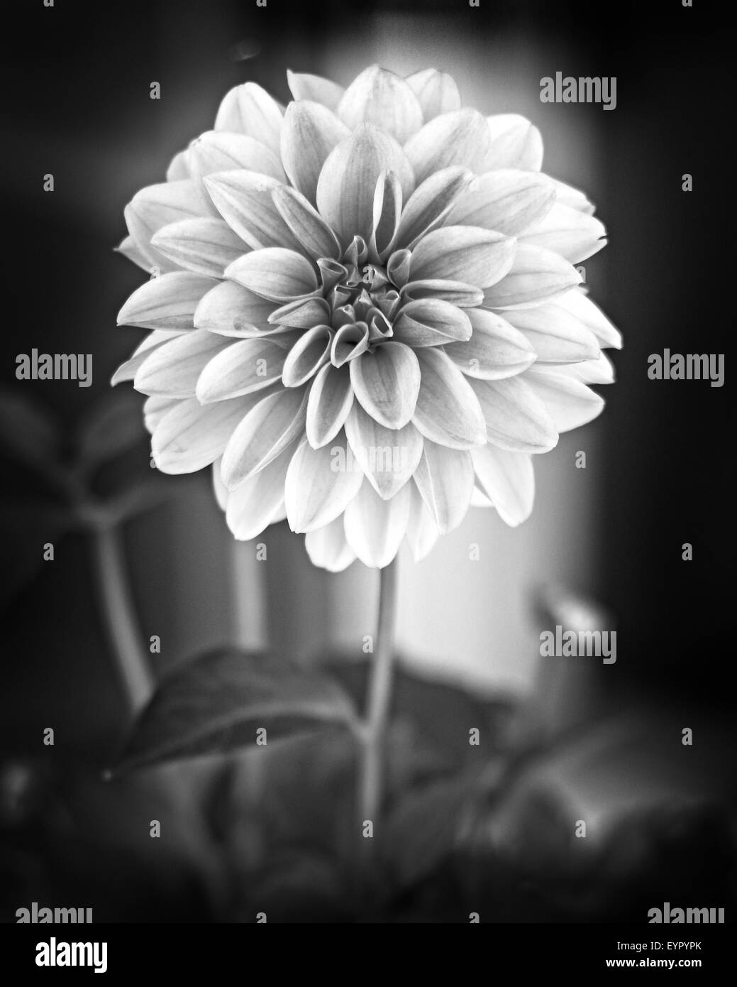 Very beautiful dahlia Black and White Stock Photos & Images - Alamy