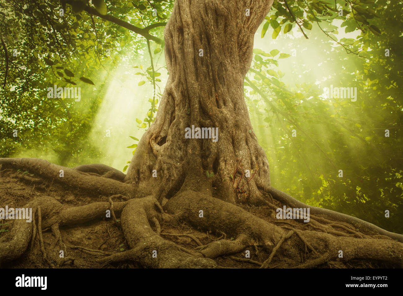 big tree roots and sunbeam in a green forest Stock Photo