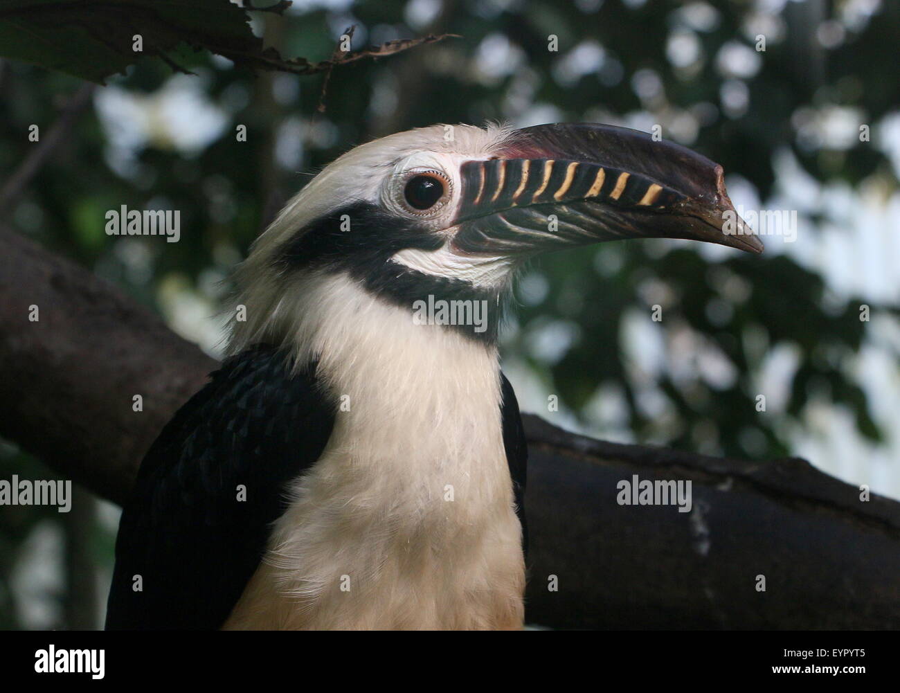 Male Visayan tarictic hornbill (Penelopides panini), native to the Philippine  Visayan Islands Stock Photo