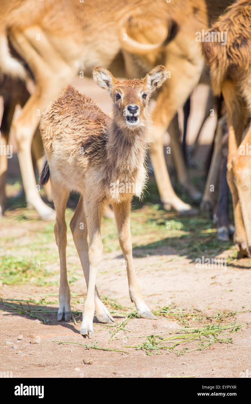 A calf of nile lechwe, Kobus megaceros, looking at camera near the herd Stock Photo